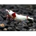 画像2: レッドビーシュリンプ【緋桜：Akezakura】　抱卵モスラペア＝２匹＜極上赤脚の種親クラスです！！＞ (2)
