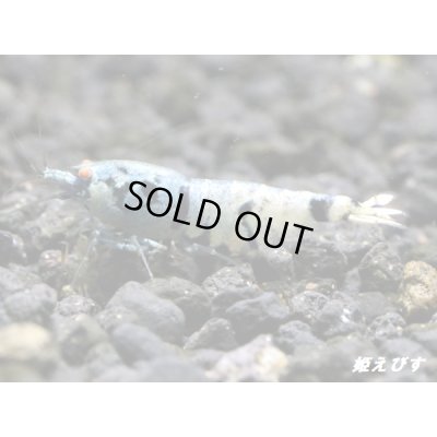 画像2: Black ECLIPSE Shrimp(ブラックエクリプス）　ハイグレードペア＝２匹　＜認証ステッカー付き！＞