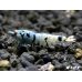 画像2: Black ECLIPSE Shrimp(ブラックエクリプス）　ハイグレードペア＝２匹　＜認証ステッカー付き！＞ (2)