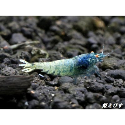 画像4: ＜価格変動中！38800→33333円＞ECLIPSE turquoise(エクリプスターコイズ）　抱卵ペア＝２匹　＜認証ステッカー付き＞