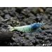 画像4: ＜価格変動中！38800→33333円＞ECLIPSE turquoise(エクリプスターコイズ）　抱卵ペア＝２匹　＜認証ステッカー付き＞ (4)