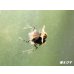 画像3: ＜最先端＞BLACK ECLIPSE-Rays（レイズ）抱卵ペア＝２匹＜認証ステッカー付き！＞