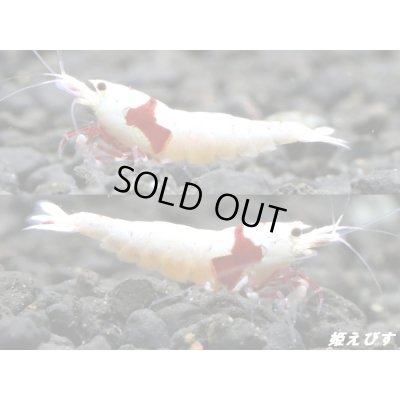 画像3: レッドビーシュリンプ【モスラ血統】　抱卵含むトリオ＝３匹　（モスラ出現確率80％以上の血統です）