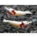 画像3: レッドビーシュリンプ【モスラ血統】　抱卵含むトリオ＝３匹　（モスラ出現確率80％以上の血統です） (3)