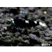 画像3: Black ECLIPSE Shrimp(ブラックエクリプス）　エントリーグレード抱卵ペア＝２匹＜認証ステッカー付き＞ (3)