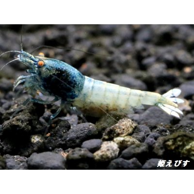 画像2: ＜価格変動中！38800→33333円＞ECLIPSE turquoise(エクリプスターコイズ）　抱卵ペア＝２匹　＜認証ステッカー付き＞