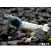 画像2: ＜価格変動中！38800→33333円＞ECLIPSE turquoise(エクリプスターコイズ）　抱卵ペア＝２匹　＜認証ステッカー付き＞ (2)