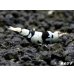 画像1: Black ECLIPSE Shrimp(ブラックエクリプス）　エントリーグレード抱卵ペア＝２匹＜認証ステッカー付き＞ (1)