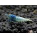 画像3: ＜価格変動中！38800→33333円＞ECLIPSE turquoise(エクリプスターコイズ）　抱卵ペア＝２匹　＜認証ステッカー付き＞ (3)