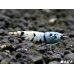 画像1: Black ECLIPSE Shrimp(ブラックエクリプス）　ハイグレードペア＝２匹　＜認証ステッカー付き！＞ (1)
