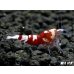 画像5: ＜価格変動中！35555→30000円＞Red ECLIPSE Shrimp(レッドエクリプス）　ミドルグレード抱卵ペア＝２匹　＜認証ステッカー付き＞