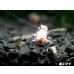 画像3: ＜価格変動中！35555→30000円＞Red ECLIPSE Shrimp(レッドエクリプス）　ミドルグレード抱卵ペア＝２匹　＜認証ステッカー付き＞