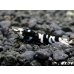 画像2: Black ECLIPSE Shrimp(ブラックエクリプス）　抱卵ペア＝２匹　＜ミドルーハイグレード＞　＜認証ステッカー付き＞ (2)