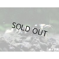 Black ECLIPSE Shrimp(ブラックエクリプス）　抱卵ペア＝２匹　＜ミドルーハイグレード＞　＜認証ステッカー付き＞