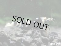 Black ECLIPSE Shrimp(ブラックエクリプス）　抱卵ペア＝２匹　＜ミドルーハイグレード＞　＜認証ステッカー付き＞