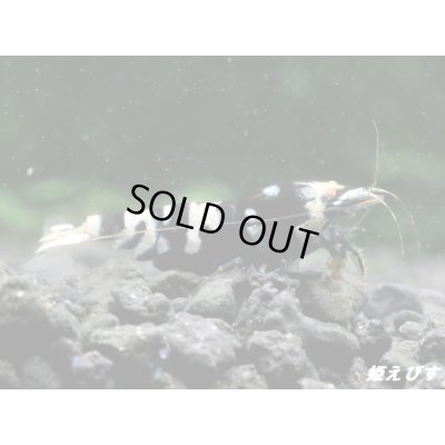 画像1: Black ECLIPSE Shrimp(ブラックエクリプス）　抱卵ペア＝２匹　＜ミドルーハイグレード＞　＜認証ステッカー付き＞