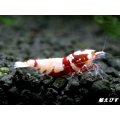 Red ECLIPSE Shrimp(レッドエクリプス）　ミドルグレード抱卵ペア＝２匹　＜認証ステッカー付き＞