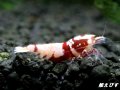 Red ECLIPSE Shrimp(レッドエクリプス）　ミドルグレード抱卵ペア＝２匹　＜認証ステッカー付き＞