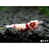 Red ECLIPSE Shrimp(レッドエクリプス）　ミドルグレード抱卵ペア＝２匹　＜認証ステッカー付き＞
