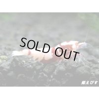 ＜価格変動中！35555→30000円＞Red ECLIPSE Shrimp(レッドエクリプス）　ミドルグレード抱卵ペア＝２匹　＜認証ステッカー付き＞