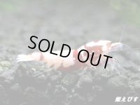 ＜価格変動中！35555→30000円＞Red ECLIPSE Shrimp(レッドエクリプス）　ミドルグレード抱卵ペア＝２匹　＜認証ステッカー付き＞