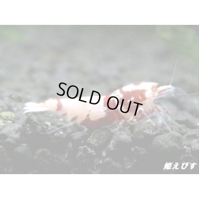 画像1: ＜価格変動中！35555→30000円＞Red ECLIPSE Shrimp(レッドエクリプス）　ミドルグレード抱卵ペア＝２匹　＜認証ステッカー付き＞