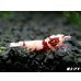 画像1: ＜価格変動中！35555→30000円＞Red ECLIPSE Shrimp(レッドエクリプス）　ミドルグレード抱卵ペア＝２匹　＜認証ステッカー付き＞ (1)