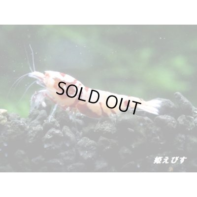 画像2: ＜価格変動中！35555→30000円＞Red ECLIPSE Shrimp(レッドエクリプス）　ミドルグレード抱卵ペア＝２匹　＜認証ステッカー付き＞