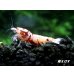 画像2: ＜価格変動中！35555→30000円＞Red ECLIPSE Shrimp(レッドエクリプス）　ミドルグレード抱卵ペア＝２匹　＜認証ステッカー付き＞ (2)