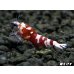 画像4: ＜価格変動中！35555→30000円＞Red ECLIPSE Shrimp(レッドエクリプス）　ミドルグレード抱卵ペア＝２匹　＜認証ステッカー付き＞