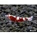 画像4: ＜最先端＞RED ECLIPSE-Rays（レイズ）即戦力ペア＝２匹＜認証ステッカー付き＞
