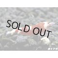 ＜最先端＞RED ECLIPSE-Rays（レイズ）即戦力ペア＝２匹＜認証ステッカー付き＞