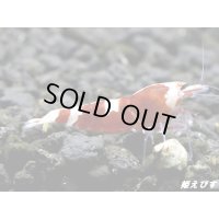 ＜最先端＞RED ECLIPSE-Rays（レイズ）即戦力ペア＝２匹＜認証ステッカー付き＞
