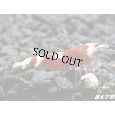 画像1: ＜最先端＞RED ECLIPSE-Rays（レイズ）即戦力ペア＝２匹＜認証ステッカー付き＞