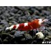 画像1: ＜最先端＞RED ECLIPSE-Rays（レイズ）即戦力ペア＝２匹＜認証ステッカー付き＞ (1)