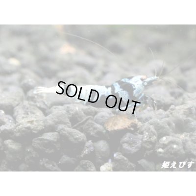 画像5: Black ECLIPSE Shrimp(ブラックエクリプス) 抱卵ペア=2匹 <ミドルーハイグレード> <認証ステッカー付き>