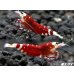 画像2: SARASA　Tiger（サラサタイガー）抱卵含むトリオ＝３匹　　（赤勝ちのオススメの３匹です！！） (2)
