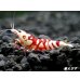 画像3: SARASA　Tiger（サラサタイガー）抱卵ペア＝２匹　（イチオシ！ハイグレードの抱卵ペアになります） (3)