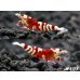 画像3: SARASA　Tiger（サラサタイガー）抱卵含むトリオ＝３匹　　（赤勝ちのオススメの３匹です！！） (3)
