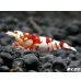 画像2: SARASA　Tiger（サラサタイガー）抱卵ペア＝２匹　（イチオシ！ハイグレードの抱卵ペアになります） (2)