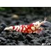 画像4: SARASA　Tiger（サラサタイガー）抱卵ペア＝２匹　（イチオシ！ハイグレードの抱卵ペアになります） (4)