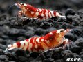 SARASA　Tiger（サラサタイガー）抱卵含むトリオ＝３匹　　（赤勝ちのオススメの３匹です！！）