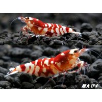 SARASA　Tiger（サラサタイガー）抱卵含むトリオ＝３匹　　（赤勝ちのオススメの３匹です！！）