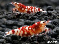 SARASA　Tiger（サラサタイガー）抱卵含むトリオ＝３匹　　（赤勝ちのオススメの３匹です！！）