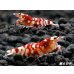 画像1: SARASA　Tiger（サラサタイガー）抱卵含むトリオ＝３匹　　（赤勝ちのオススメの３匹です！！） (1)