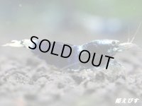 サムライブルー　ハイグレード抱卵ペア＝２匹　
