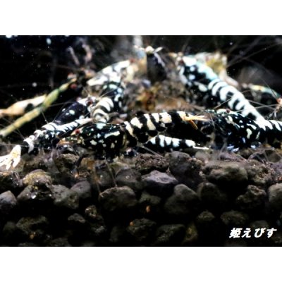 画像2: Black Galaxy Fishborn １０匹