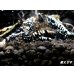 画像2: Black Galaxy Fishborn １０匹 (2)