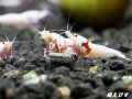 レッドビーシュリンプ　PRL（ピュアレッドライン）モスラ　繁殖１０匹セット　