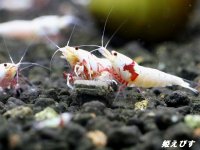 レッドビーシュリンプ　PRL（ピュアレッドライン）モスラ　繁殖１０匹セット　